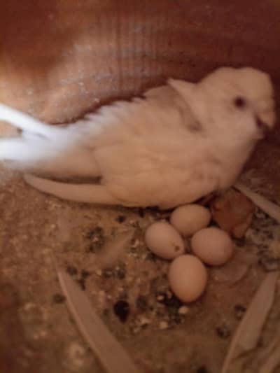 budgie pairs with eggs + cage