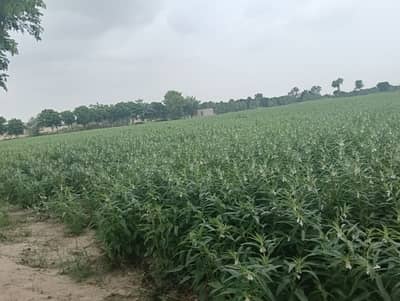 200 KANAL AGRICULTURE LAND HEAD MUHAMMAD WALA 18 KM MULTAN CITY