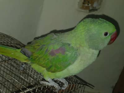 raw parrot for sale cheap price