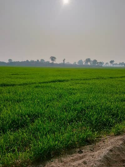 1600 Kanal Agricultural Land In Multan Bypass Is Available