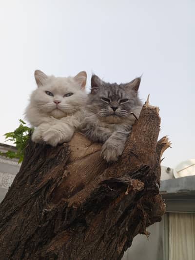 Persian Cats