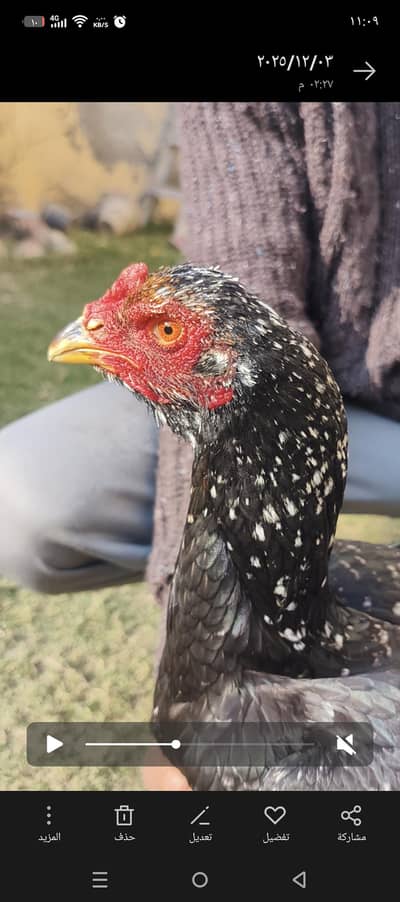 pur pakoy Female for sell | pakoy murgi |