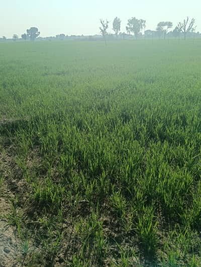 32 Kanal For Control Shed Or Dairy, Goats,Catel. Form HEAD MUHAMMAD WALA