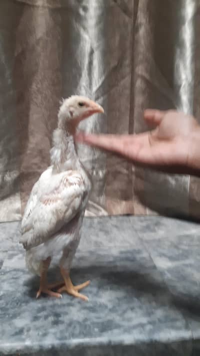 Pure White King Size Shamo Chicks| 100% white| Home breed| low Price.