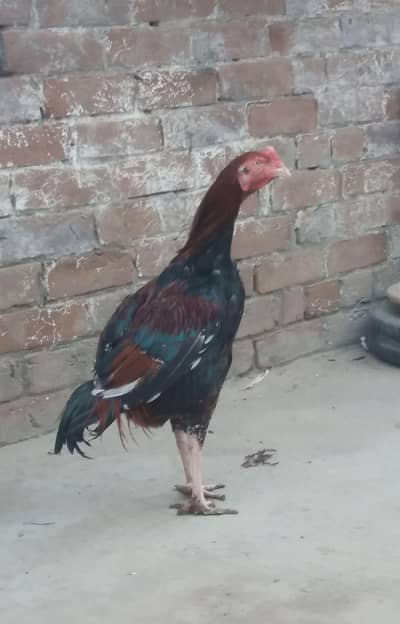 Aseel lasani breed male.