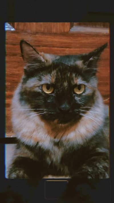 3 cats 2 double cot 1 single cot black