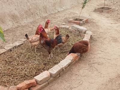 Eggs laying golden misri set