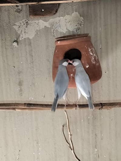 Java Finches breeder pair