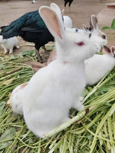 rabbits for sale , Bunny for sale and new born babies for sale