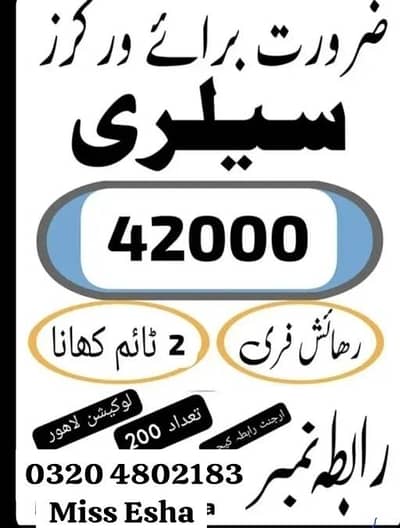 factory worker male female buiscuit packimg easy work