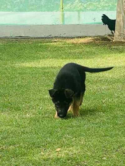 1 x German Shepherd Puppy Male