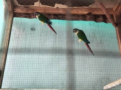 green cheeked conure