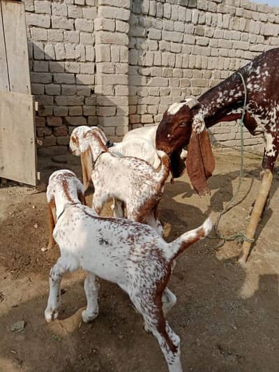 3 Bacchon Ka Sath Desi Bakri For Sale/ +03425820107