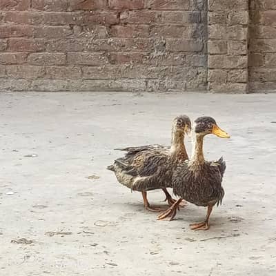 pair of duck