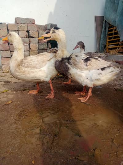 ducks for sale 1 male and 3 females
