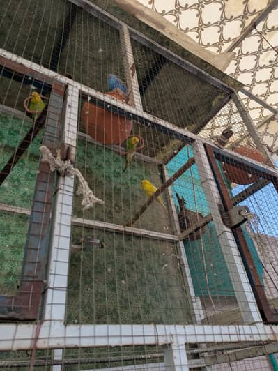 Austrialian Parrots with cage