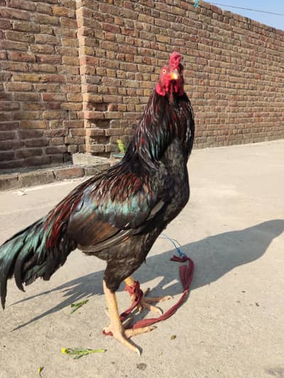 Aseel Mianwali Murgha