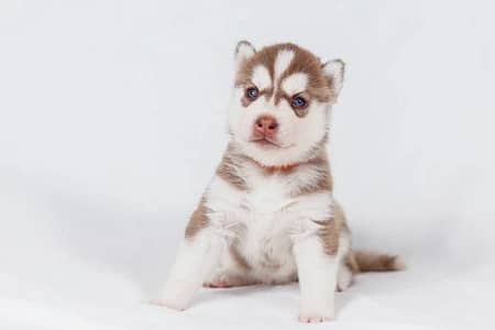 Stunning Husky Puppies with Blue Eyes for Sale!