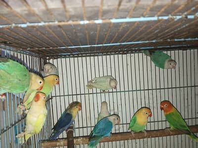 Palefellow split for sale