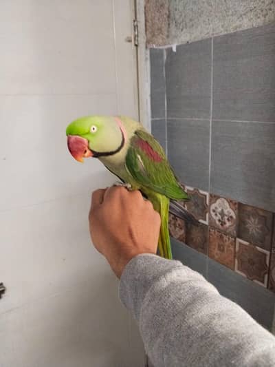 raw male hand tame 0324,0045535