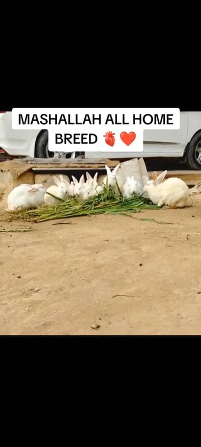 rabbit setup for sale