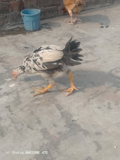 pokey Thai shamo caroos