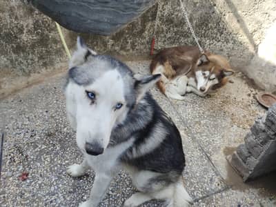 husky bog pair