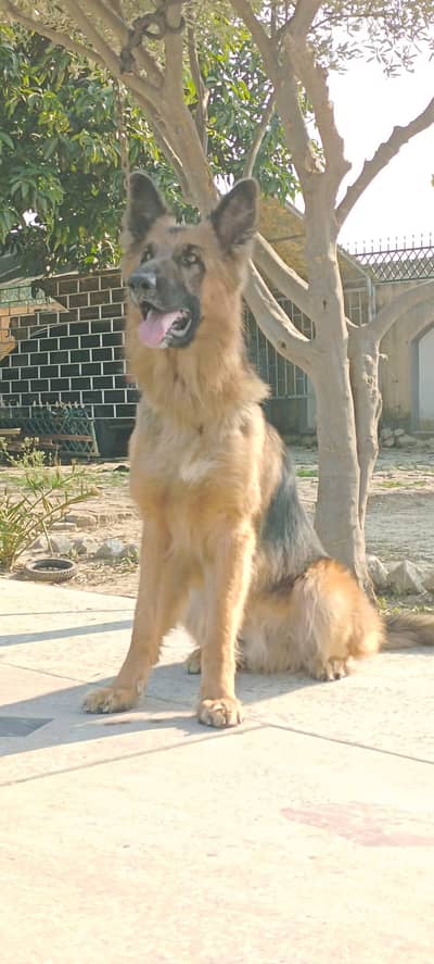 long coat german shephered