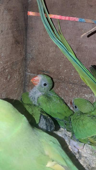 green ringneck