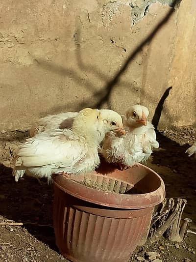 aseel heera chick  for sale