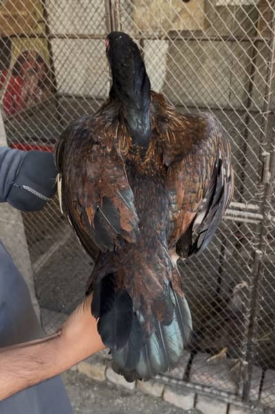 Aseel Madi high Quality