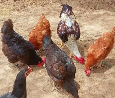 misree golden Andy wali murghian hain