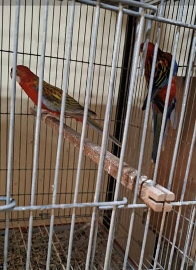 rosella breeder phar