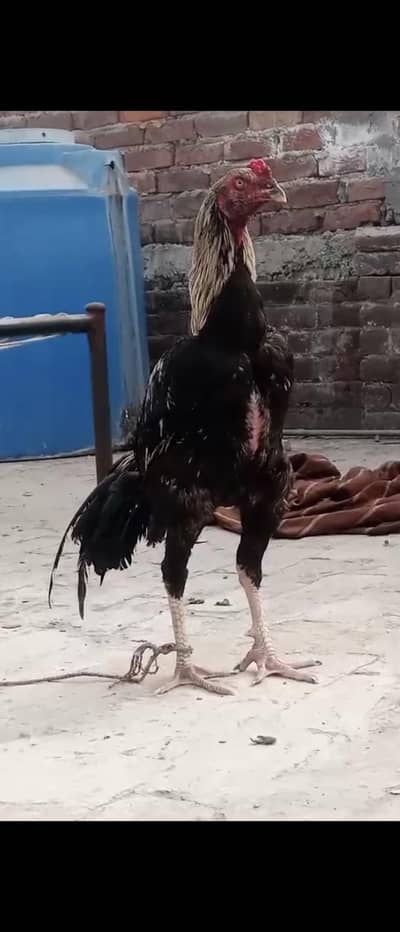 ASEEL WLETI CROSS PATHA