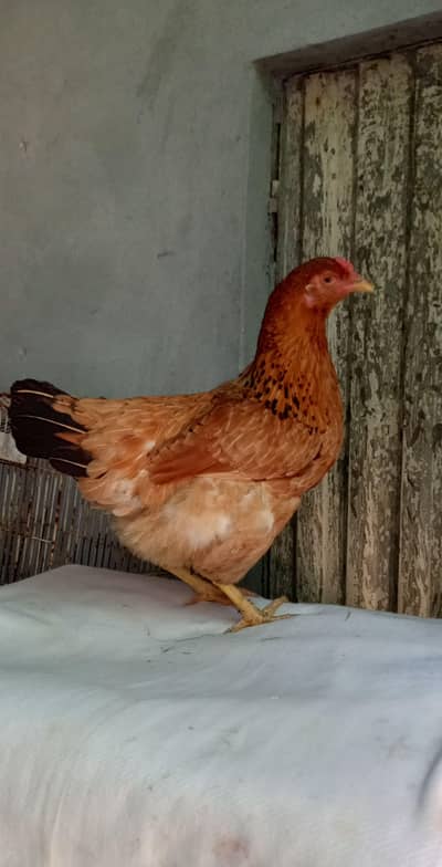 aseel or golden buff Cros pure desi hen murgi 03265847592