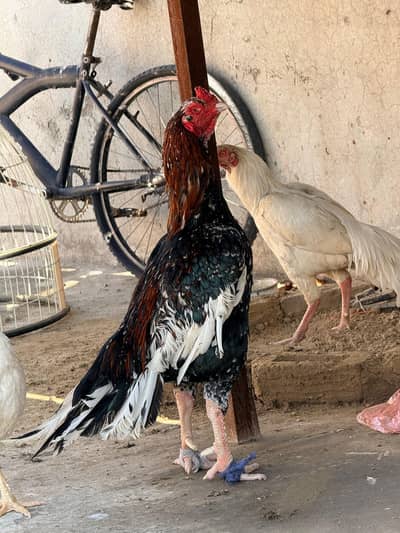 very hight quality  cheena type breeder