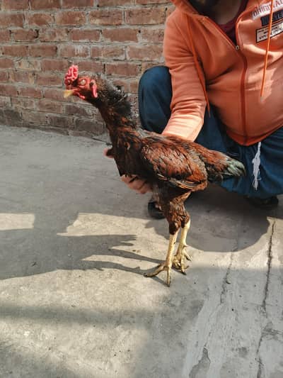 Assel miamwali cross 1 year agr