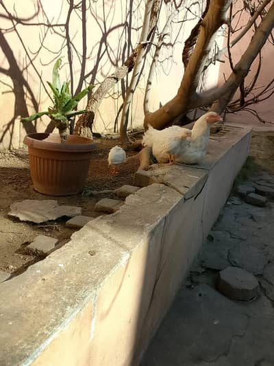 aseel heera check for sale