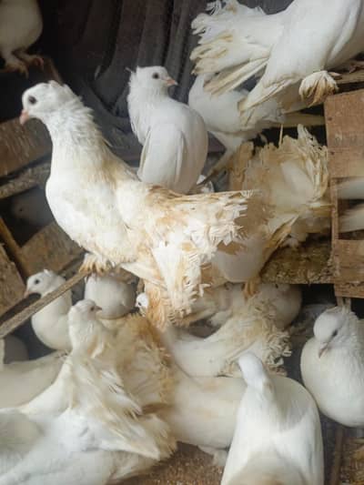 Brazilian Lacky Kabutar