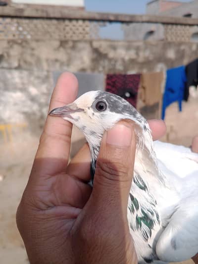 batara pair for sale