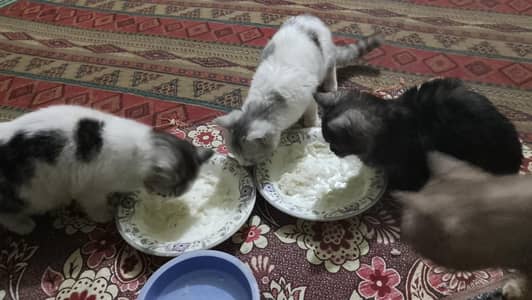 kittens available