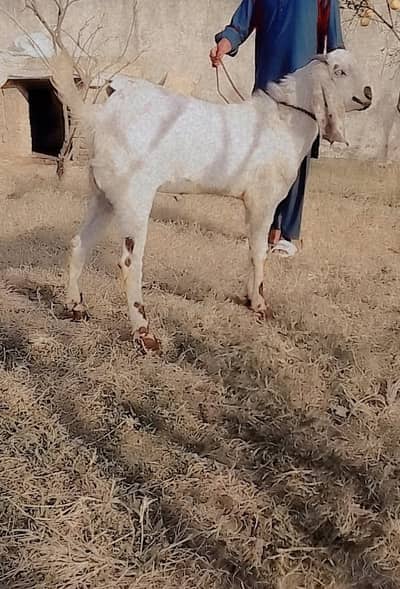 Good for Qurbani 2025 or breeding purpose