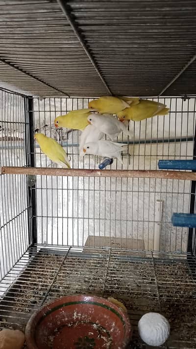 Love bird Albino,Decino, Creamino