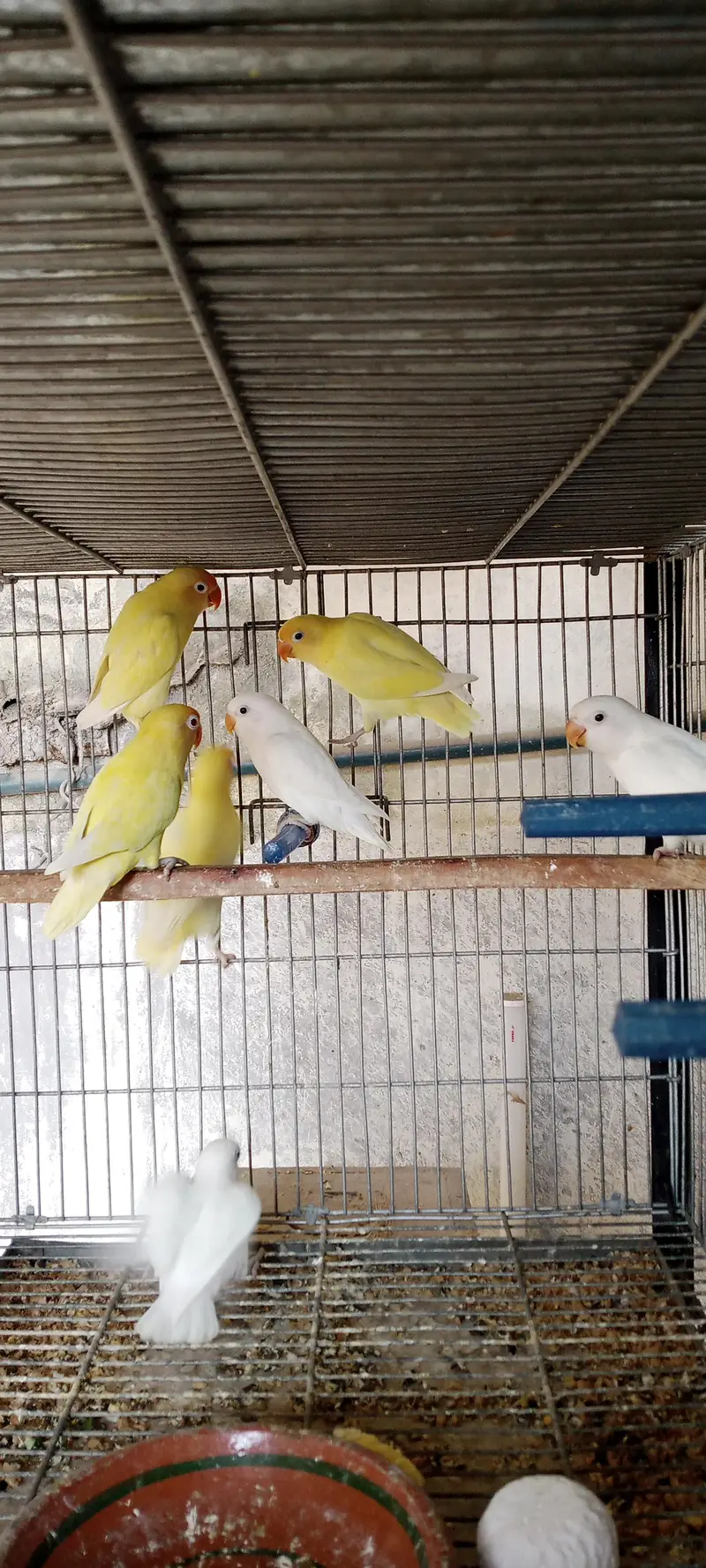 Love birds, boxes and cages — photo 2