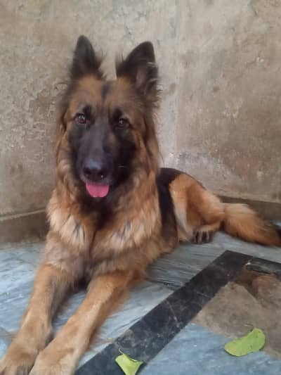 German shepherd black and tan fem