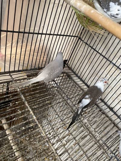 dove pairs for sale