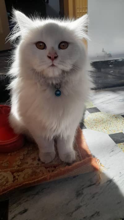 Persian double coated pair cats for sale