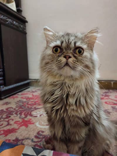 Breeding pair healthy and play full