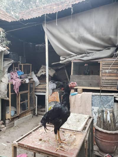 Japanese shamo hen, shamu male