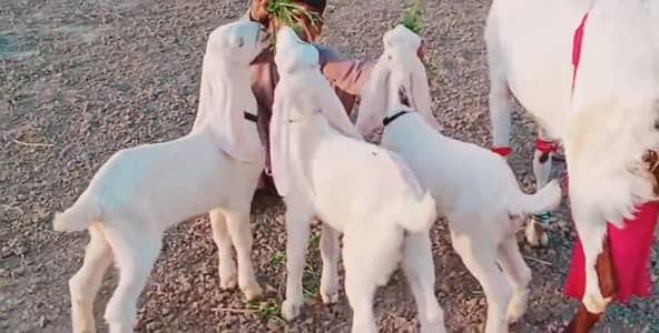3 Bacchon Ka Sath Desi Bakri For Sale/ 03216781933